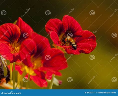 Honey Bee Collecting Nectar from Red Flowers, Kolkata, India Stock Image - Image of bees ...