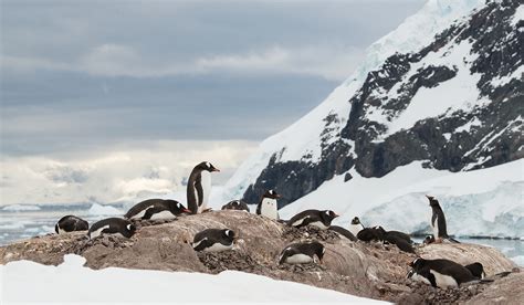 Antarctica Photography Tour by Darter Photography