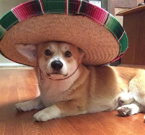 27 Hilarious Memes of Dogs Wearing Hats – Tail Threads