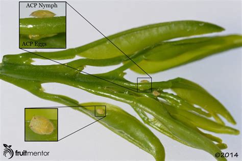 asian-citrus-psyllid-nymphs-eggs - fruitmentor™