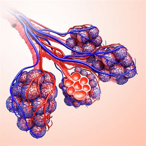 Alveoli And Capillaries Photograph by Pixologicstudio/science Photo Library - Pixels