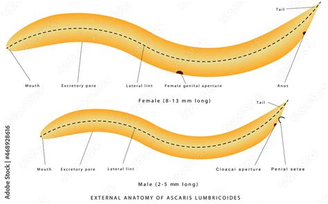 Morphology Of Roundworm With Diagram