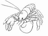 Crayfish Coloring Page For Kids  Free Printable sketch template