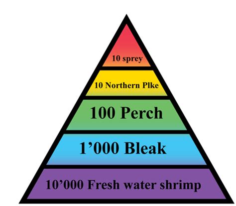 Pyramids of number, biomass, and energy - W3schools