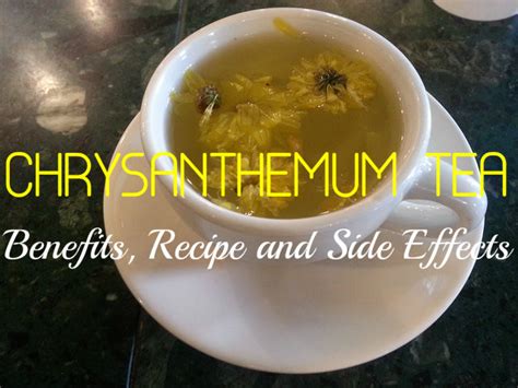 Chrysanthemum Tea: Benefits, Recipe and Side Effects - Stylish Walks