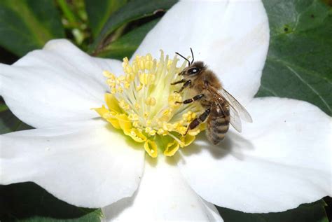 How to Create a Bee-Friendly Garden to Help Save Bees