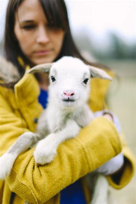 The Colorful Living Project: baby lambs Farm Animals, Cute Animals, Spring Lambs, Sheep And Lamb ...
