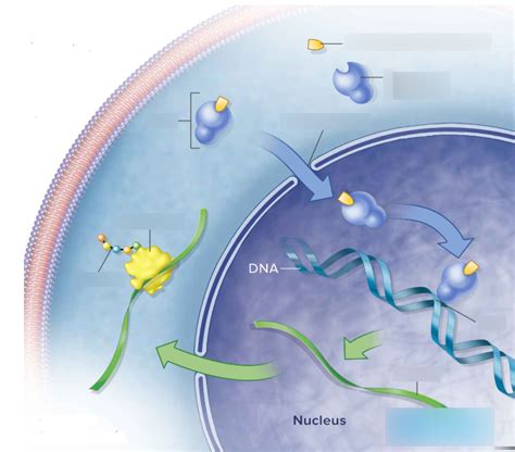 Intracellular receptor model Diagram | Quizlet