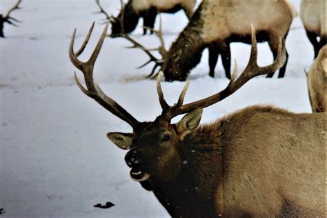 National Elk Refuge Sleigh Rides - National Elk Refuge Sleigh Rides