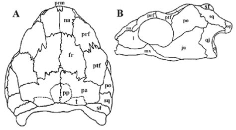 Kordikova, E.G. Comparative morphology of the palate dentition in Proganochelys quenstedti Baur ...