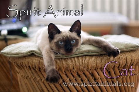 Cat Spirit Animal - Characteristics and Meaning - Spirit Animals