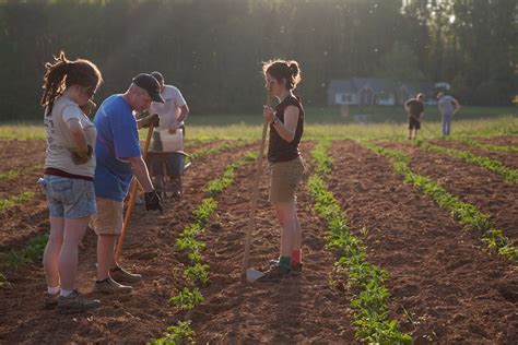 Way Cool Tools - Good potato planting & spacing...