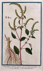 Amaranthus spinosus L.: flowering stem with separate root and floral segments. Coloured etching ...