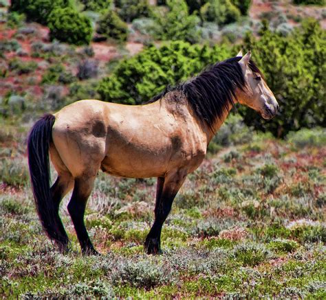 Wild Buckskin Stallion Photograph by Waterdancer - Fine Art America