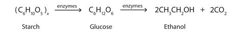 Yeast Fermentation Equation