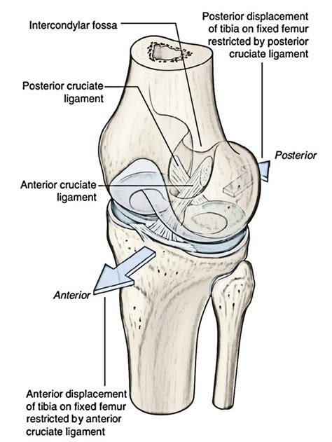 Cruciate Ligaments – Earth's Lab