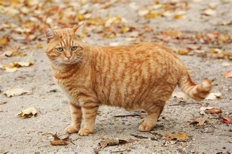 25 Orange Cat Breeds & Patterns with Stunning Pics - Cat-World