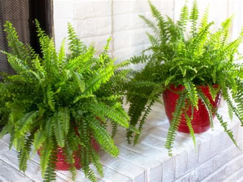 How To Care For Outdoor Ferns