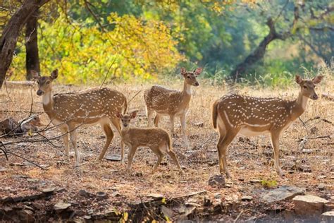 Ranthambore National Park Safari - A Detailed Guide