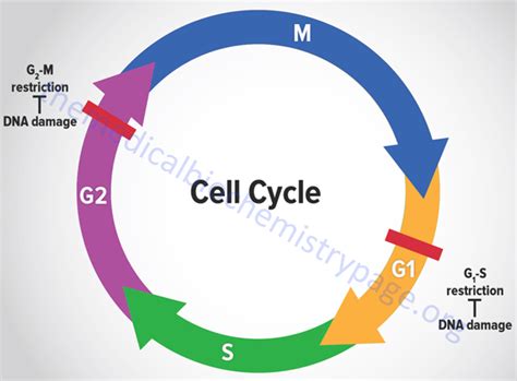 Eukaryotic Cell Cycles: Mitosis and Meiosis - The Medical Biochemistry Page