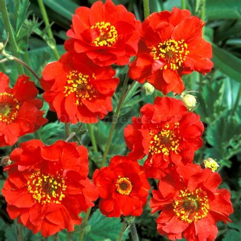 «Mrs. Bradshaw» - Organic Geum Seeds - Shipping is free for orders over €50