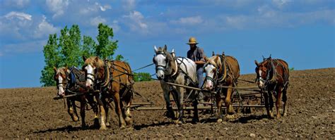 Amish Farmer Asks Presidential Pardon For Selling Mislabeled Salves That Corroded People’s Skin ...