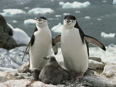 🔥 [50+] Penguin Family Wallpapers | WallpaperSafari