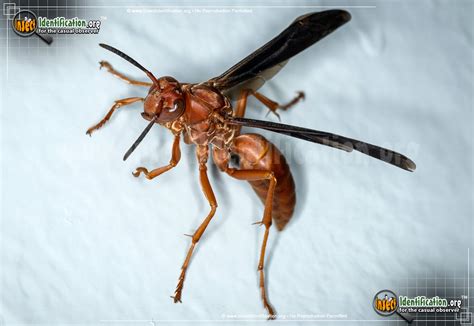 Red Paper Wasp