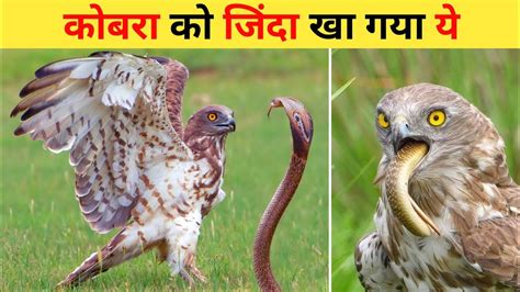 ईगल के खतरनाक हमले | Top 10 Eagle Attack On Snakes | Eagle vs Snake | Most Dangerous Eagle ...