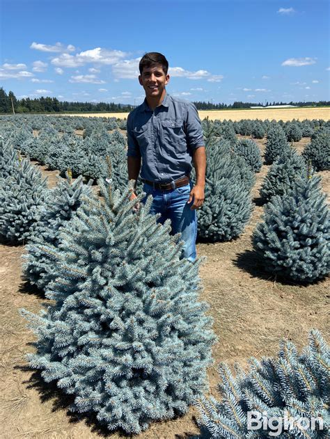 Baby Blue Spruce Trees BigIron Auctions