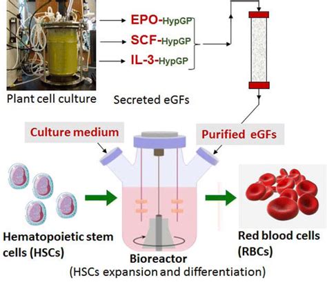 Plant Cell‐Secreted Growth Factors for ex vivo Mass Production of Red ...