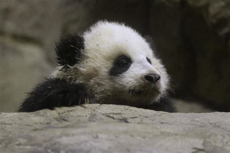 National Zoo prepares panda cub for debut