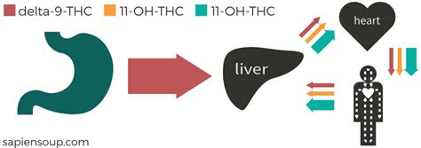 Human Metabolism of THC – Sapiensoup Blog