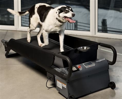 Canine Treadmill | Oh My That's Awesome