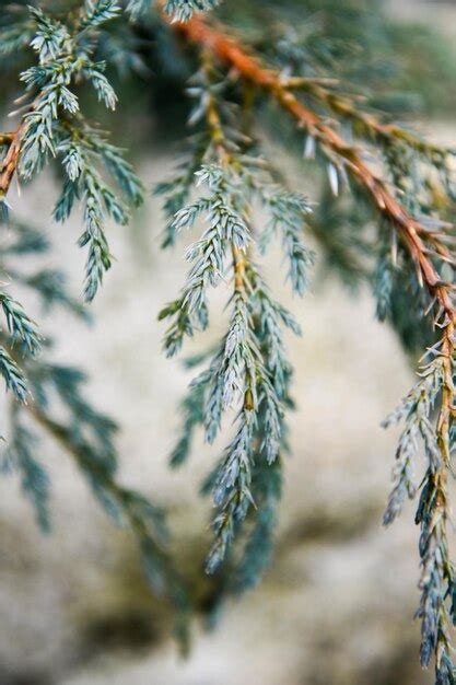 Premium Photo | Juniper tree branch texture green needle background ...