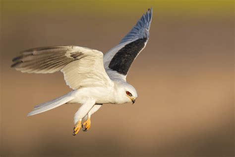 Kite birds in Florida – Global Birding Initiative