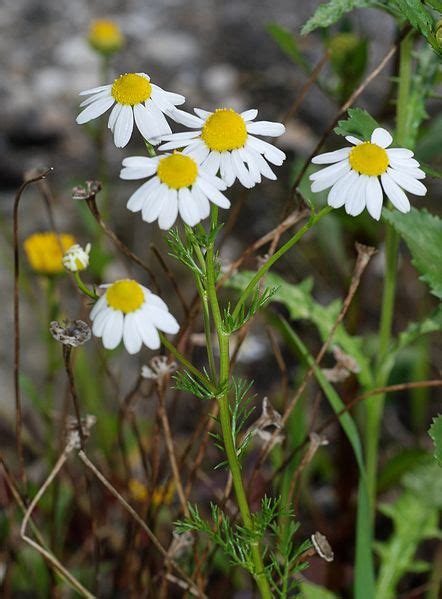 The Full Circle Gardener: Plant of the Week: Chamomile