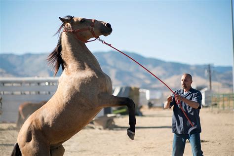 'The Mustang' review: A powerful story of rehabilitation, through ...