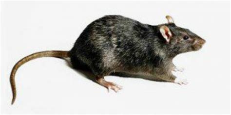 Seattle: A Rat Infested City - Ranked 6th Worst US City