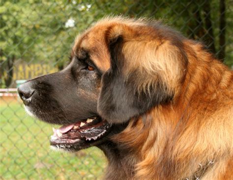 The Leonberger Dog Breed ~ One Of The Largest Dogs In The World | HubPages