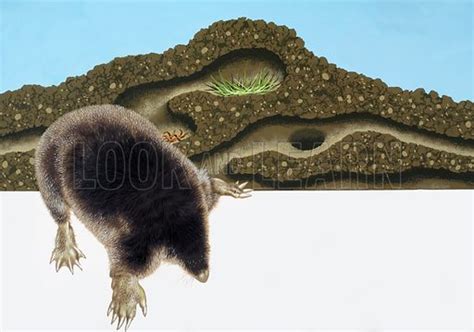 Mole and mole hill stock image | Look and Learn