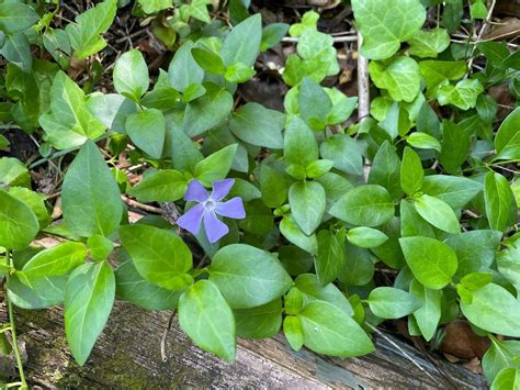 How To Remove Periwinkle Ground Cover | Storables