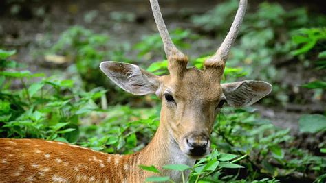 Fallow Deer Eating Grass. Stock Footage Video 3686882 - Shutterstock