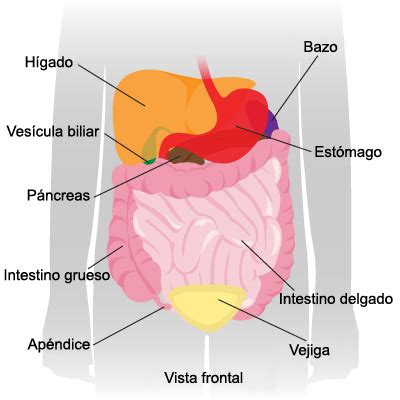 Radiografía: abdomen