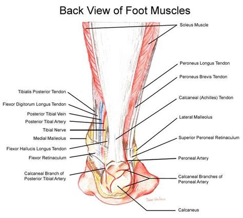 Pictures Of Ankle Muscles