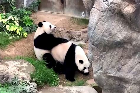 Giant pandas mate under coronavirus lockdown, ending 10-year dry spell ...