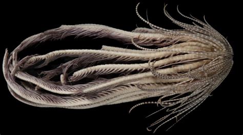 Scientists found a new sea creature with 20 'arms' and named it after a ...