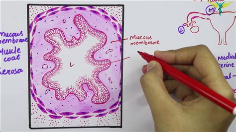 Histology of Fallopian Tubes \ Uterine Tube - YouTube