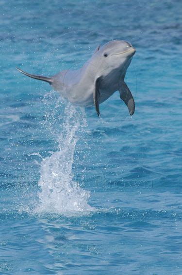 Jumping dolphin Swimming With Dolphins, Baby Dolphins, Water Animals, Animals And Pets, Baby ...