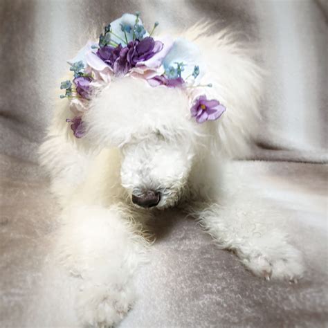 Dog Flower Crown